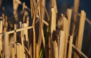halme dry garden nature straw