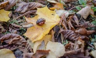 chestnut trees moss sunshine autumn