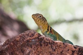 mountain boomer lizard