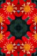 background floral flower red