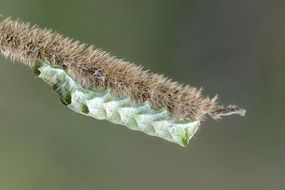 green caterpillar in summer