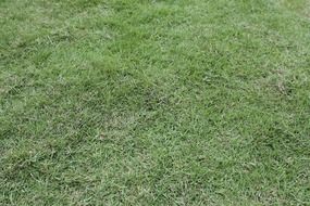 green garden grass