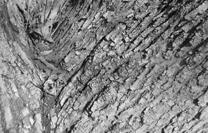 old tree bark, black and white