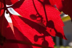 red autumn foliage