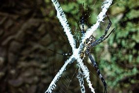 animal spider web cobweb arachnid