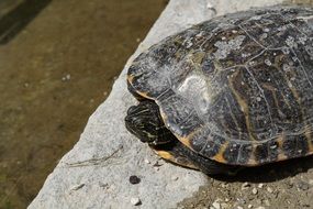 water turtle hiding head