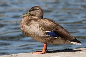 mallards female birds brown