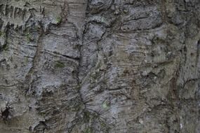 old cracked bark texture