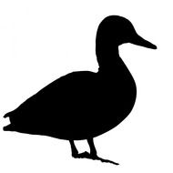 duck bird animal black white
