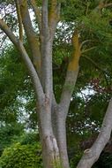 tree nature beautiful big bark