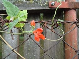 red bean flower wallpaper fence