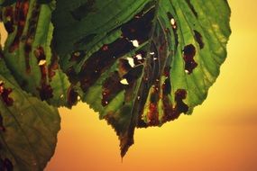 closeup picture of chestnut foliage in autumn