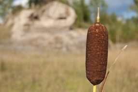 bulrush on background of grass, trees and mountains