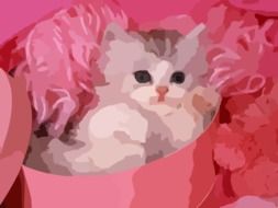 kitten pink background cat baby