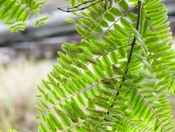 plant twig branch green leaves