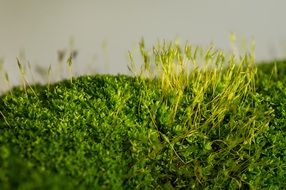 madagascar moss closeup
