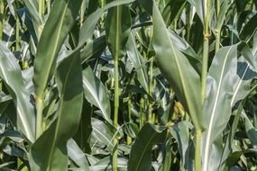 cornfield corn plant nature