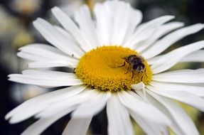 bee flower seasons summer spring