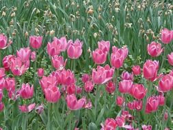 flowers tulips tulip flower nature