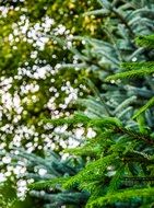 green forest trees nature summer