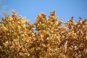 autumn colorful golden leaves