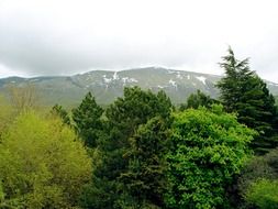 forest trees green nature ecology