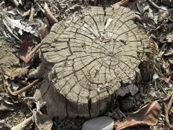 tree stump surface
