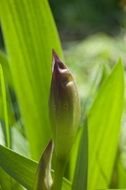 bud of the iris in green leaves