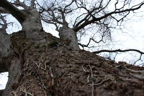 tree vines nature trunk branches