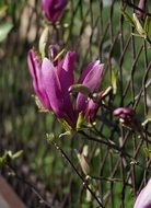 Magnolia along the garden lattice