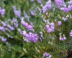 purple flowers background nature