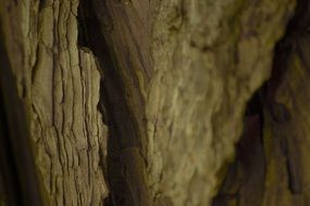wood texture tree bark nature