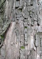 bark texture background tree trunk