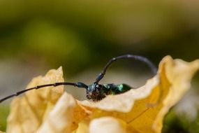 musk beetle aromia moschata insects