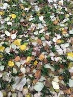 leaves autumn orange yellow grass
