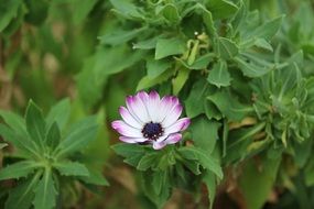 spring flower in a garden