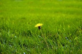 dandelion dandelions grass yellow