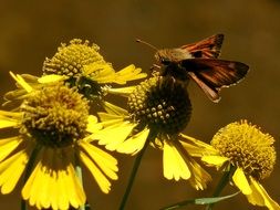 butterfly wildflowers nature summer