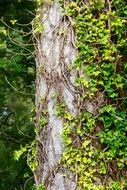 tree bark nature trunk natural