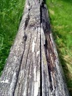 dead tree trunk on ground