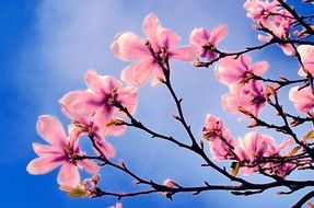 tree branch with pink flowers