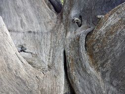 gray bark of the tree in the irregularities
