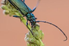 musk beetle in wildlife