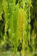 Photo of fresh green leaves
