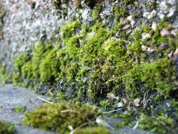 moss mosses growing plant green