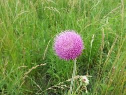 thistle flower thistles grass