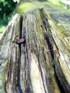 rusty nail in the old tree trunk