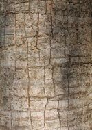 texture tree pattern nature wood