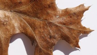 leaf closeup brown fall