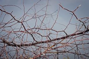 thorn texture nature plant spikes